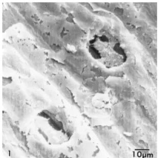 Fig. 1. Needle surface of a loblolly pine exposed to urban ambient ozone concentration