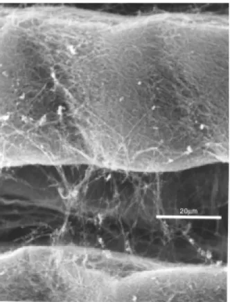 Figure 1 shows a portion of the upper one of the two lay- lay-ers of striated musculature, which comprise M