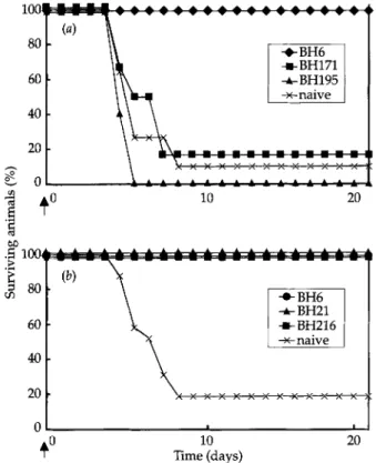 Fig.  3. Challenge/protection  experiment with  mice  passively immunized  on  day  -  1 with  315  pg BH6,  344  pg  BH171,330  I~g BH195  (a)  or  62 _+ 6  pg  BH6,  BH21  or BH216  (b),  On day O, mice were challenged  with  an intracranial  injection  