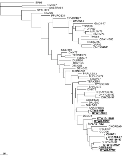 Fig. 3. Phylogenetic tree of NP (586 bp).