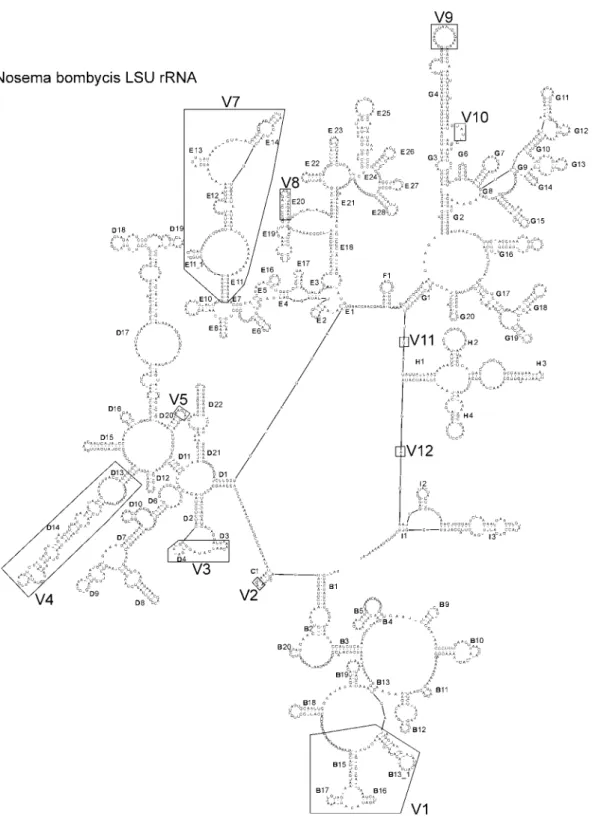 Fig. 2    The secondary structure model of Nosema bombycis for large subunit (LSU) rRNA