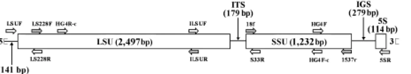 Fig. 1. Schematic diagram of Nosema bombycis rRNA gene. Mature rRNA gene domains are boxed