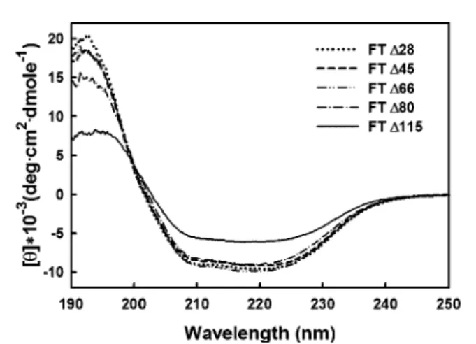 Table 4. Percent Secondary Structure Contents of Various FTs (FT∆28, FT∆45, FT∆66, FT∆80, and FT∆115) a R-helix (%) β-strand(%) random coil (%) rormalizedrmsd FT∆28 31 21 47 0.016 FT∆45 27 23 48 0.018 FT∆66 28 22 49 0.016 FT∆80 26 23 49 0.017 FT∆115 14 33 