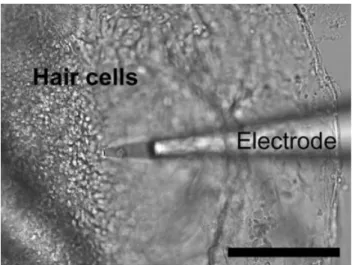 Fig. 6. H ⫹ activity (pH) at the apical side of hair cells. During the experiment, the electrode was moved from a background region (more than 500 ␮m away from the tissue) to the apical side of hair cells (about 2– 4 ␮m above hair cells)
