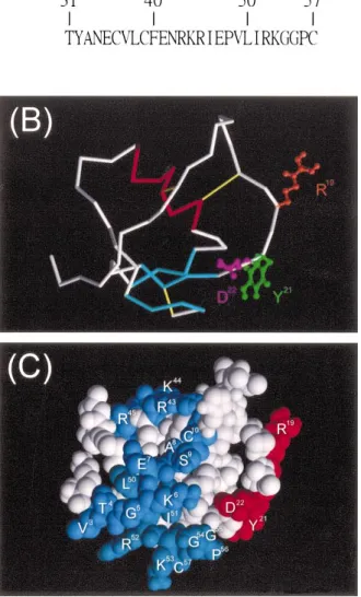 FIG. 2. Circular dichroism of P12 and its variants. Each protein (0.5 mg/