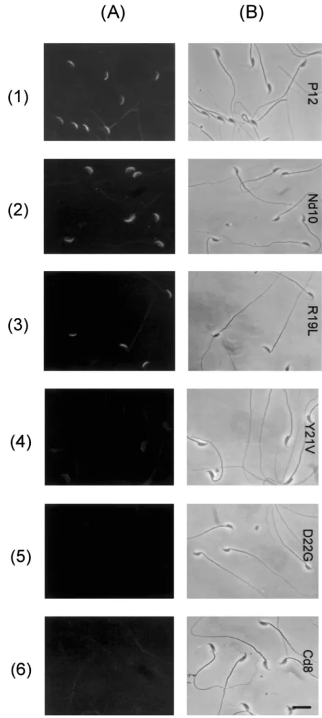 FIG. 4. Cytological demonstration for the binding of a ligand to the acrosome of mouse spermatozoa