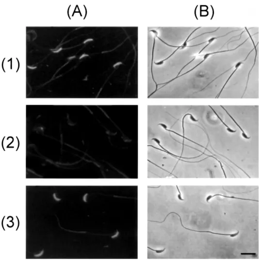 FIG. 5. Cytological examination of the in- in-hibitory effects of oligopeptides on  P12-sperm binding