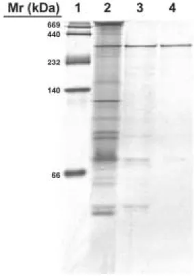 Figure 5. The native-PAGE of β-galactosidase from B. longum CCRC 15708. Lane 1, marker  proteins; lane 2, crude extract; lane 3, Q fast flow chromatography; lane 4, Superose  6