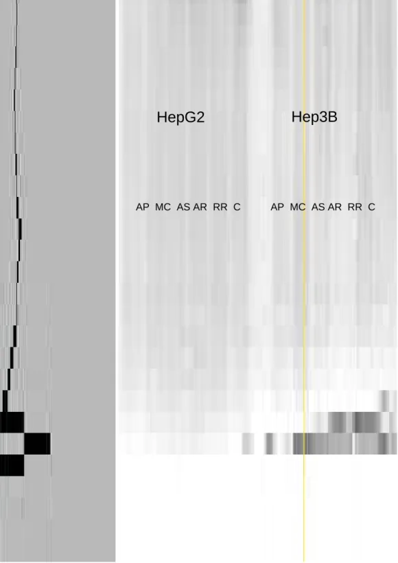 Figure 16  、The dual-axle relative density trend analysis of protein in cells  treated with various herb extracts