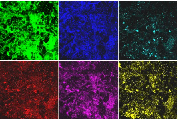 Fig. 1    CLSM images scanned at 5 μm above membrane surface. Top view of fouling layer of image size 100 μm  x 100 μm