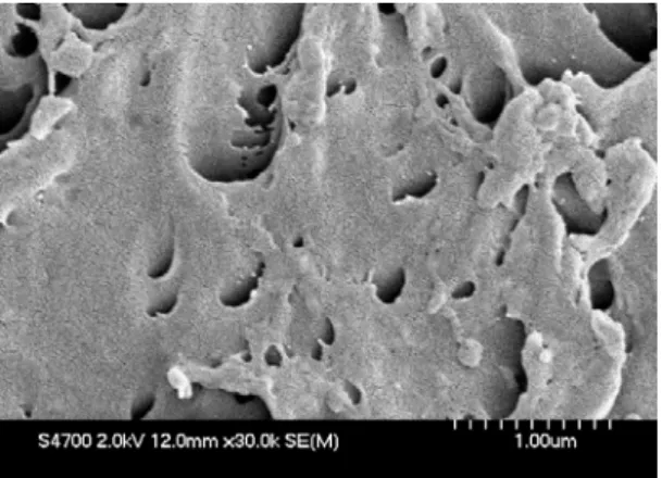 Fig. 3  SEM micrographs(magnification×30000) for PC membrane (3000ppm BSA) 