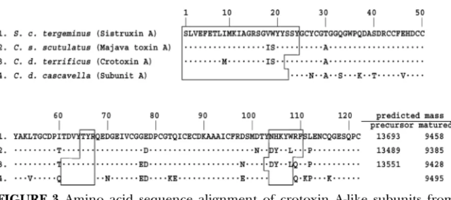 FIGURE 3 Amino acid sequence alignment of crotoxin A-like subunits from Crotalus and Sistrurus venoms