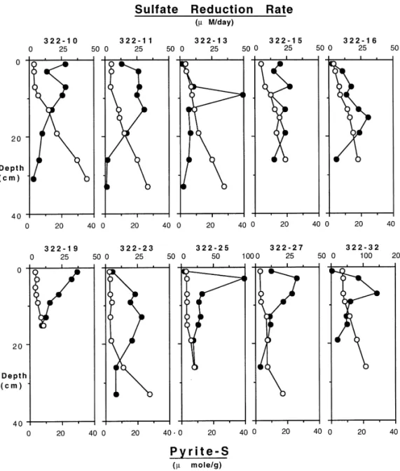 Fig. 6. Sulfate reduction rate ( v) and pyrite-S concentration (L) pro &#34;les. Note the scale change for the stations 25 and 32.