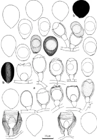 Figure 2.  a-b, Conioscypha hoehnelii. (a) young conidia initi- initi-ated from the hyphae and conidiogenous cells; (b) mature conidia with 1 oil droplets