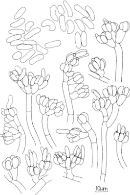 FIG. 1.  Nomuraea  viridulus. Characteristics  of  co-  nidiophores,  metulae,  phialides  and conidia  in  culture  media  (MEA)