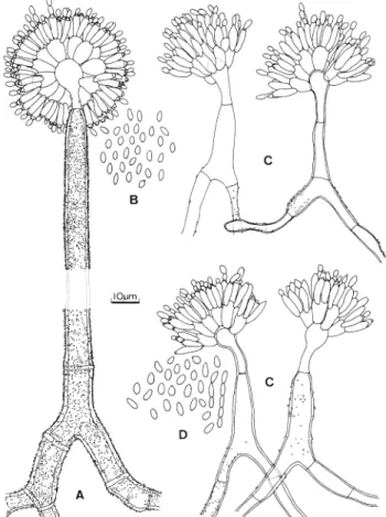 FIG. 1.  Characteristics of  conidiophores, conidiogen-  ous  cells,  and  conidia  of  Gibellula species