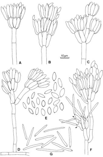 FIG. 2.  Gibellula clavulifera var. major. Characteristics of  conidiophores,  conidiogenous  cells  and  conidia  in  the  syn-  anamorphs