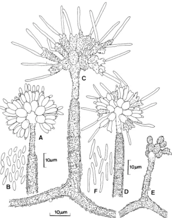 FIG. 4.  Gibellula unica.  Characteristics of conidiophores,  conidiogenous  cells,  and  conidia  in  the  synanamorphs