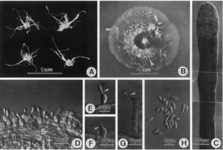 FIG. 4.  Akanthomyces  ovalongatus.  A. Synnemata arising from infested spiders. B. Synnemata produced on oatmeal agar  at 25°C, in darkness after incubation for 2 mo (arrow heads)