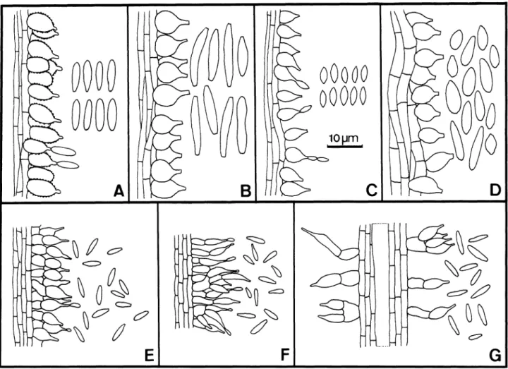 FIG. 5.  Illustrations  of  conidiogenous  cells  and  conidia  of  7  species  of  Akanthomyces  parasitic  on  spiders