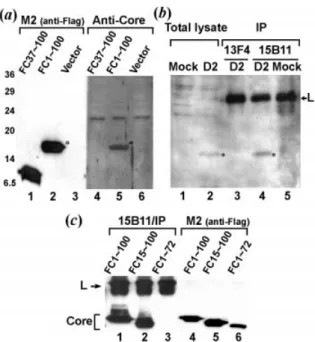 Fig. 2. Characterization of the polyclonal anti-core antibody and mAb 15B11. (a) Western blots of electrophoretically separated proteins from BHK-21 cells transfected with pFC1&#34;100, pFC37&#34;100 and the vector pFlagCMV2 were probed with the anti-Flag 