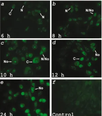 Fig. 3. Immunofluorescence staining with mAb 15B11 of DEN-infected cells. BHK-21 cells were infected with DEN (m.o.i
