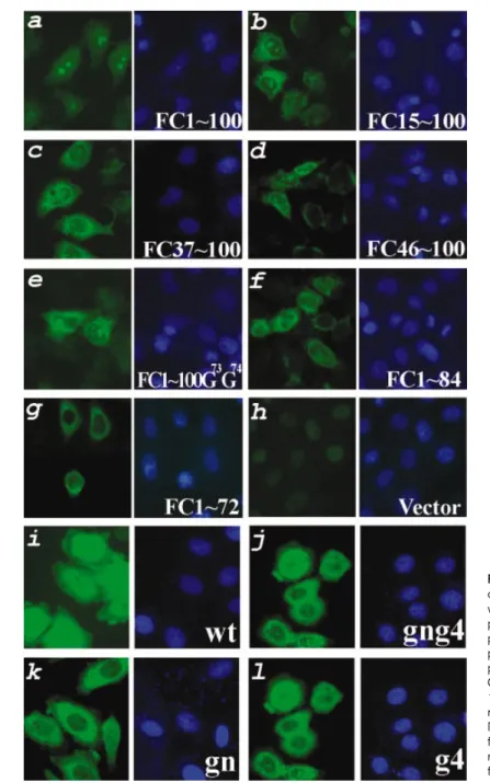 Fig. 6. Determination of the NLS of the core protein. HeLa cells were transfected with pFC1 &#34;100 (a), pFC15&#34;100 (b), pFC37 &#34;100 (c), pFC46&#34;100 (d), pFC1 &#34;100G 73 G 74 (e), pFC1 &#34;84 (f), pFC1 &#34;72 (g), pFlagCMV2 vector (h), pG-Cwt