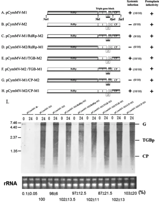 Fig. 3. Schematic representation of genome organization and infectivity assay of the parental CymMV-M1 and CymMV-M2 and the derived chimeric constructs