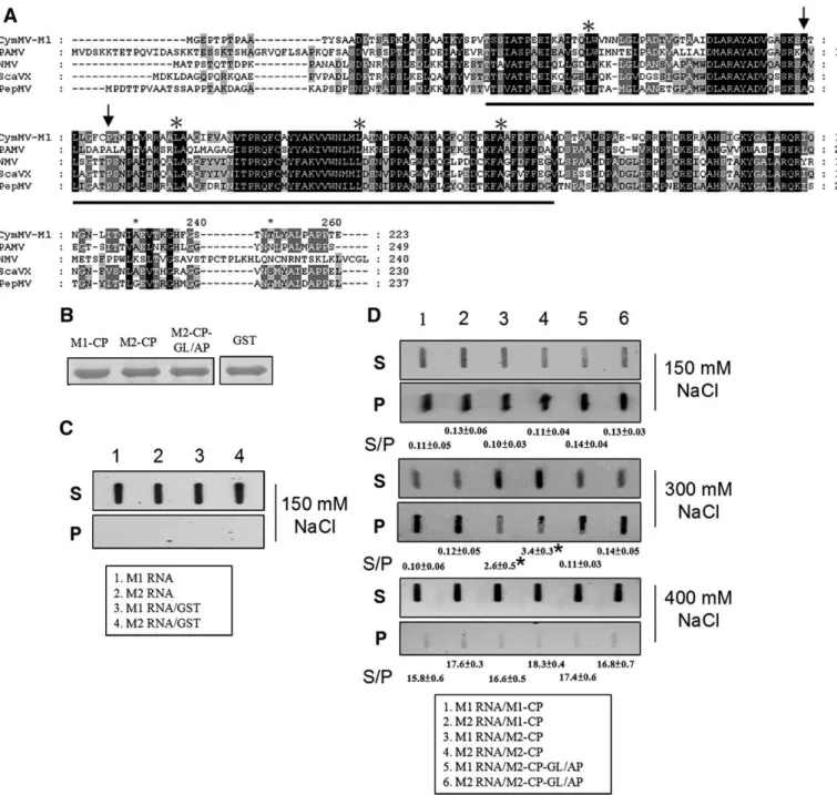 Fig. 7. The amino acid sequence alignment of predicted RNA binding domain of potexvirus CPs and slot-blot detection of biotin-labeled CymMV RNAs