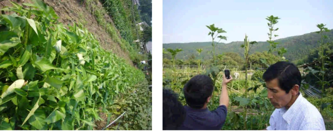 圖 5-3-55、農場作物空心菜，其肥料都來自液 肥或堆肥。 圖 5-3-56、農場作物秋葵。 圖 5-3-57、配送一份農場作物的量，消費者不 能挑選。 圖 5-3-58、農場作物青椒。 圖 5-3-59、農作機械的燃油並非汽油，而是家 用廢沙拉油。 圖 5-3-60、有機大豆。