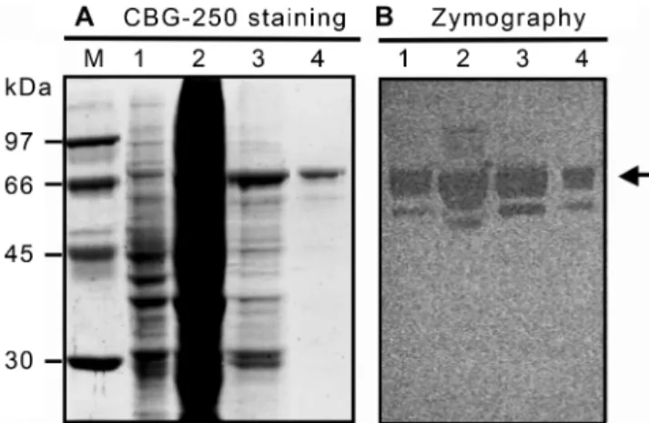 Fig. 3. SDS-PAGE and zymography assay of partially purified ChiA1∆C. 