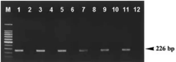 Figure 1 Detection of Las in single and multiple adult psyllids by PCR  using a Las-specific primer pair