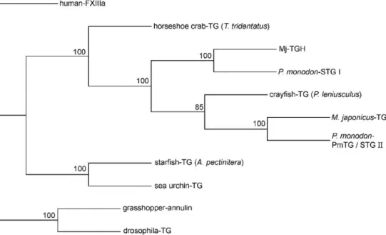 Fig. 9. Phylogenetic tree for invertebrate transglutaminases based on the amino acid sequences
