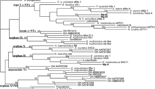 Fig. 6. Phylogenetic analysis of short chain 3FTxs. a-Bungarotoxin is assigned as the outgroup