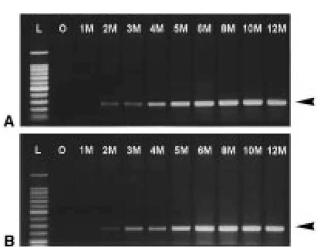Figure 1. PCR detection of the HLBB in a graft-inoculated CBO plant. The CBO plant (A), grafted with HLBB-infected Luchen sweet orange scions, was sampled and tested monthly for HLBB after grafting