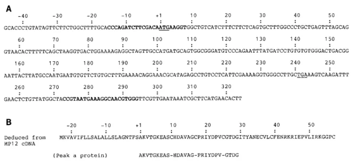 FIG.  5.  (A)  The  nucleotide  sequences  of  MP12  cDNA  from  Mills  et  al.  (16)