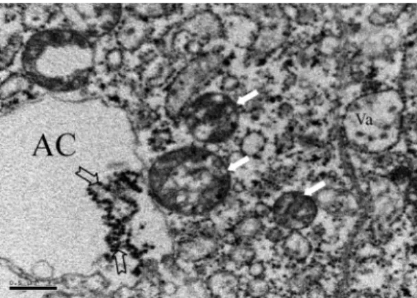 Fig. 5. (a) Wolbachia was observed in the lateral lobe of salivary glands of Ar. subalbatus
