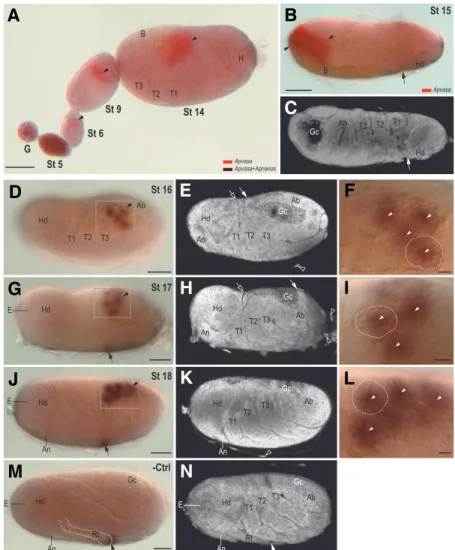 Fig. 3. Whole-mount identification of Apnanos mRNA in embryos during mid and late embryogenesis