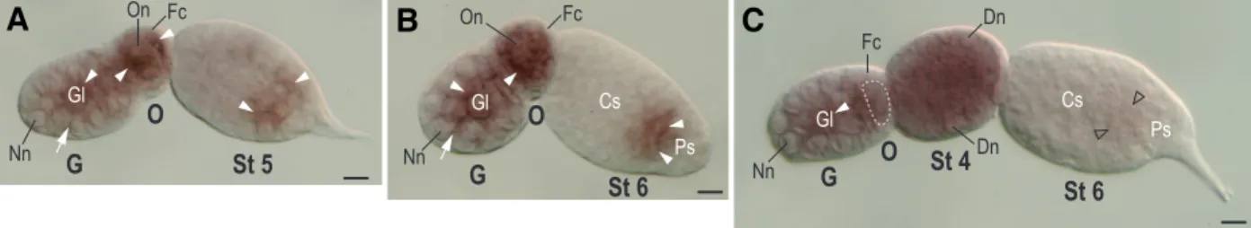Fig. 4 A-C (ovarioles in embryos)). However, at present we do not have direct evidence via functional assay of Apnanos to support the above inference