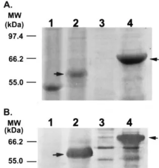 Fig. 2. Identification of mature GBSSI protein in sweet potato tuberous roots and recombinant GBSSI protein from E