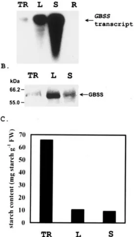 Fig. 3. Expression of GBSSI and starch content in tissues of sweet potato. (A) The levels of GBSSI transcript were determined by northern blot analysis