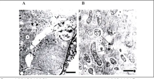 Fig. 1.  A. Electron micrographs showing  Wolbachia in a developing egg of  Aedes albopictus  (bar =  800 nm)
