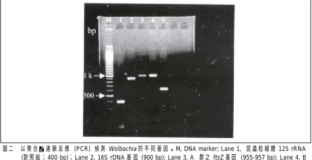 Fig. 2.  Detection of  Wolbachia genes using poly merase chain reaction.  M, DNA marker; Lane 1, Insect  mitochondrial 12S rRNA (control; 400 bp); Lane 2, 16S rDNA (900 bp); Lane 3,  ftsZ gene of group A  (955-957 bp); Lane 4, ftsZ gene of group B (955-957