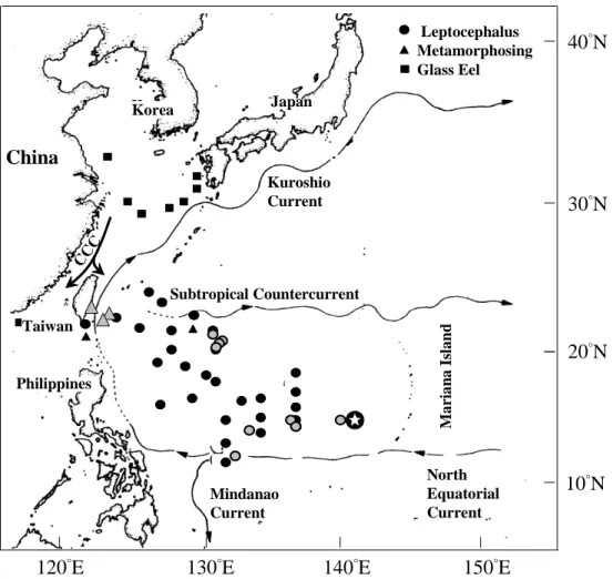 Fig. 1. Oceanic current and dispersal of leptocephali (circle), metamorphosing leptocephali (triangle), and  marine glass eels (square) of the Japanese eel Anguilla japonica (CCC: China Coastal Current; Star: 