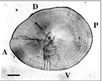 Fig. 2. Daily growth increments in the sagittal otolith of a 12.3 mm TL A. schlegeli larva