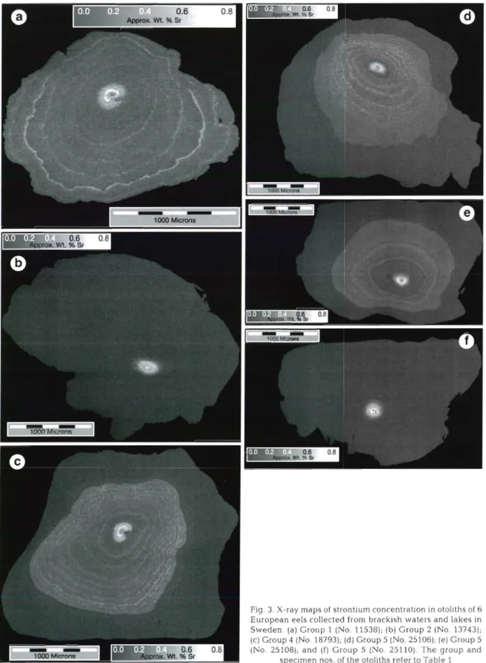 Fig. 3. X-ray maps of  strontium concentration in otoliths of  6  European eels collected  from brackish  waters and  lakes in  Sweden