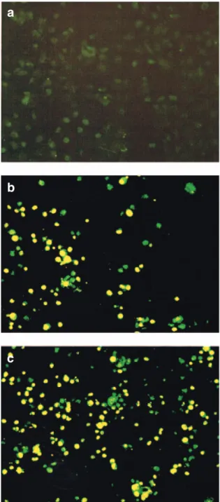 Fig. 1 Antibiotic-induced apoptosis was demonstrated by the TdT-mediated dUTP nick-end labelling (TUNEL) staining.