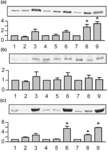 Fig. 4 After 40–56 h of incubation with cefotaxime (CFT;