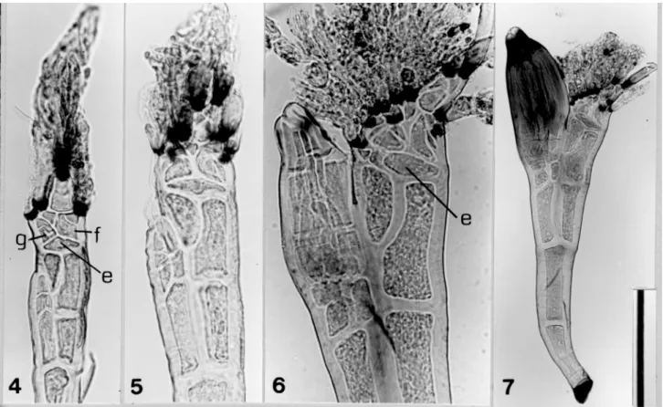 Figure 4 shows a thallus at a very early stage of development, in which four short appendages are visible, each having a black constriction at its base; the one on the left side is from the basal cell (g) of the inner appendage; the one on the top forms th