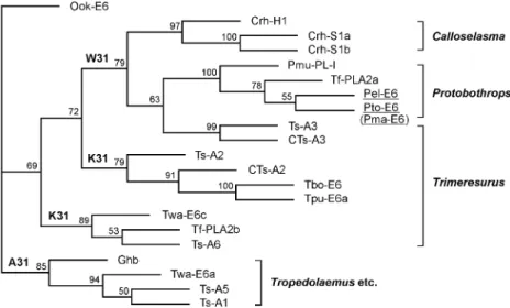 Fig. 4. Phylogenetic tree of venom E6-PLA 2 s from Protobothrops and related species. Full amino acid sequences of the acidic PLA 2 s form P.